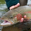 Fly & Freshwater Fishing