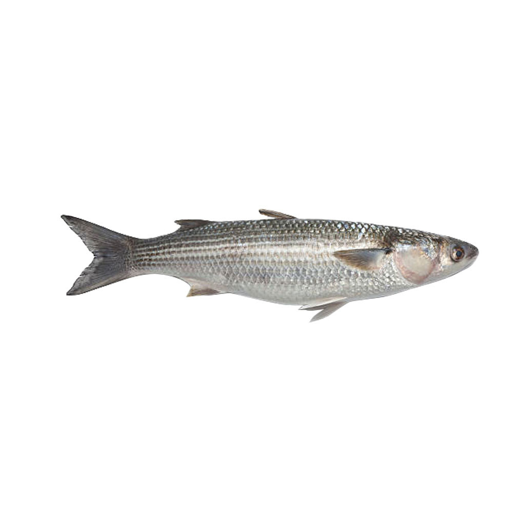 Buy Freshly Frozen Mullet Twin Pack online at MarineDeals.co.nz