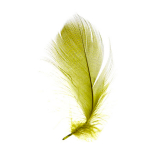 Wapsi Mallard Barred Flank Feathers