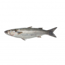 Locally Caught Fresh Frozen Mullet Twin Pack