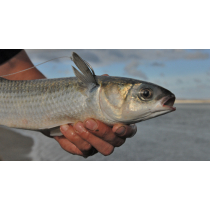 Flounder Mullet and Kahawai Drag Net 100mm Mesh 40m